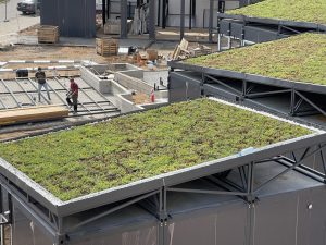 Зеленая кровля